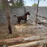 اسب|اسب و تجهیزات اسب‌سواری|بندرلنگه, |دیوار