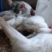 خروس سفید، خروس گلپایگان،کبوتر