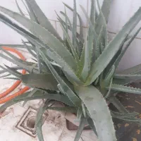 آلوئه ورا|گل و گیاه طبیعی|لاهیجان, گلستان|دیوار