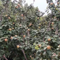 استخدام نگهبان جوان زیر بیست سال