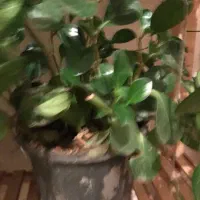 ۲۰عدد گل به همراه استند نگهدارنده|گل و گیاه طبیعی|سهند, |دیوار