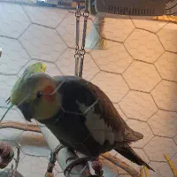 عروس باقفس لوازم کامل 800 تومان|پرنده|لاهیجان, بازکیاگوراب|دیوار