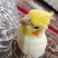 عروس هلندی گمشده