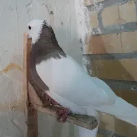 کبوتر طوقی|پرنده|مشهد, آزادشهر|دیوار