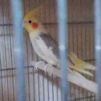 دو جفت عروس هلندی مولد