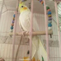 عروس هلندی نر  تازه دونه خور شده