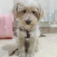 توله سگ شیتزو کراس ۴ ماهه