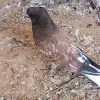 کبوتر سرو کله دار|پرنده|آق قلا, |دیوار