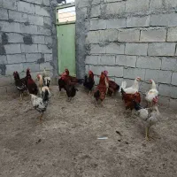 خروس
