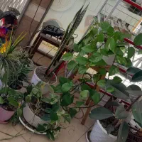 تابلو ال ای دی کلمات سلامتکده و کندر