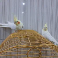 عروس هلندی لوتینو مولد