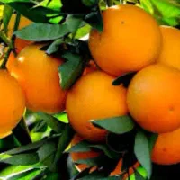 انواع نهال پرتقال خونی و تامسون