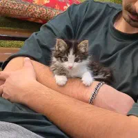 واگذاری گربه ملوس نر