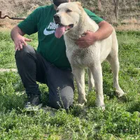 سگه گله ای نگهبان میکس آلبای افغان|سگ|مشهد, توس (بلوار توس)|دیوار