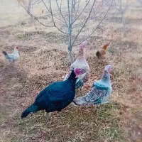 خروس بوقلمون|حیوانات مزرعه|صومای برادوست, |دیوار