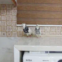 کبوتر دزدیده شد