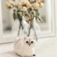 اسکاتیش ماده سیلور 12ny چشم آبی