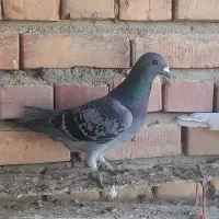 کبوتر|پرنده|میاندوآب, |دیوار