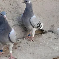 جفت کبوترجوجه مسافتی هرمن کوستر|پرنده|زهک, |دیوار