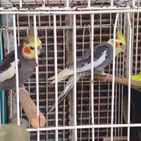 پرنده|پرنده|قم, پردیسان|دیوار