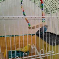 قفس|لوازم جانبی حیوانات|محمدیه-قزوین, |دیوار