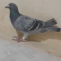 کبوتر زری|پرنده|فولادشهر, زاینده رود|دیوار