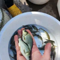 اسپلش بچه ماهی کپور،آمور) امساله فیتوفاک و.|ماهی|اهواز, شهرک حفاری|دیوار