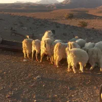 بز محلی سرمایه