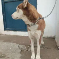 هاسکی سیبرین واگذاری|سگ|آستارا, |دیوار