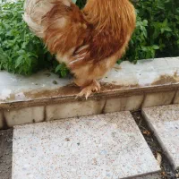 تخم مرغ نطفه دار|حیوانات مزرعه|یزد, |دیوار