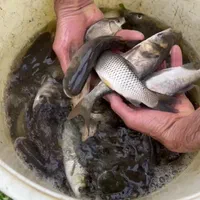 بچه ماهی|ماهی|رشت, حمیدیان|دیوار