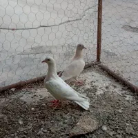 جفت جوجه کرم زرد