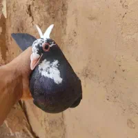 معاوضه چند جفت پلنگ بانر سوراخ  و پریده