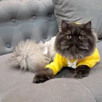 گربه ی پرشین نر برای جفت گیری