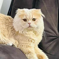 **ده میلیون تومان مژدگانی بی قید و شرط**|گربه|ساوه, |دیوار