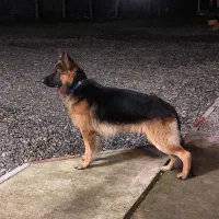 نیاز به ژرمن مولد