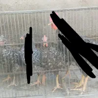 جوجه خروس پلیموت آمریکایی اصل