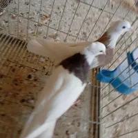 کبوتر طوقی|پرنده|خورموج, |دیوار