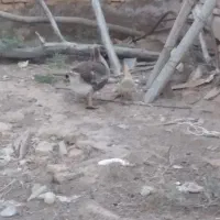 یک عدد غاز ماده با جوجه