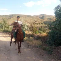 اسب رنگ قهوه ای