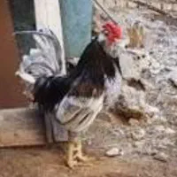 ۶ عدد مرغ و یک عدد خروس