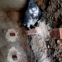 ماده بزک سینه سفید فروشی