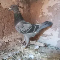 کبوتر|پرنده|قائن, |دیوار