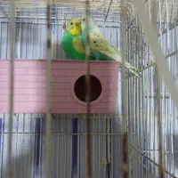 عروس هلندی و مرغ عشق|پرنده|ماکو, |دیوار