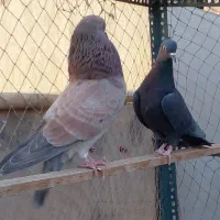 یک جفت کفتر سرور وزاغ|پرنده|تهران, هلال احمر|دیوار
