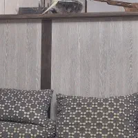 یک جفت عروس هلندی|پرنده|تهران, هفده شهریور|دیوار