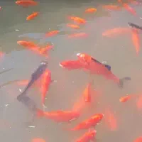 ماهی قرمز (عید)