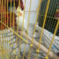 طوطی عروس مولد رام و سخنگو