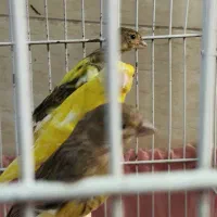 قناری نر مست|پرنده|بهبهان, |دیوار