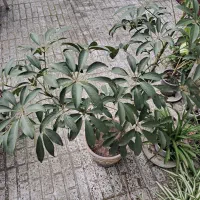 گل های شفلرا سیکاس گل مرداب